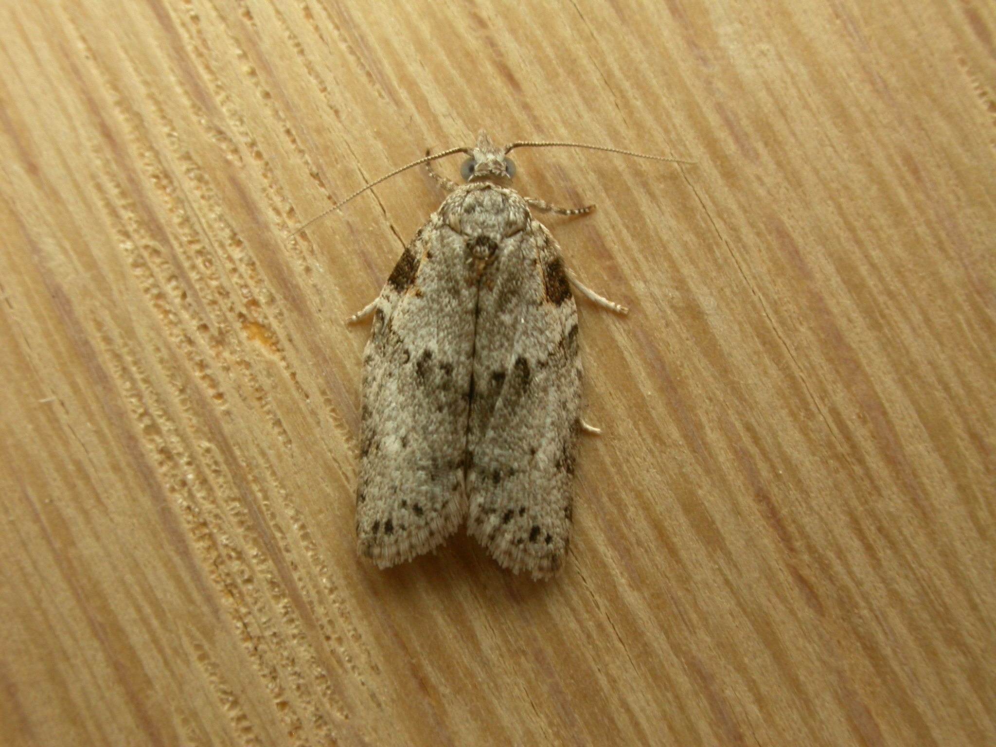Isotenes miserana