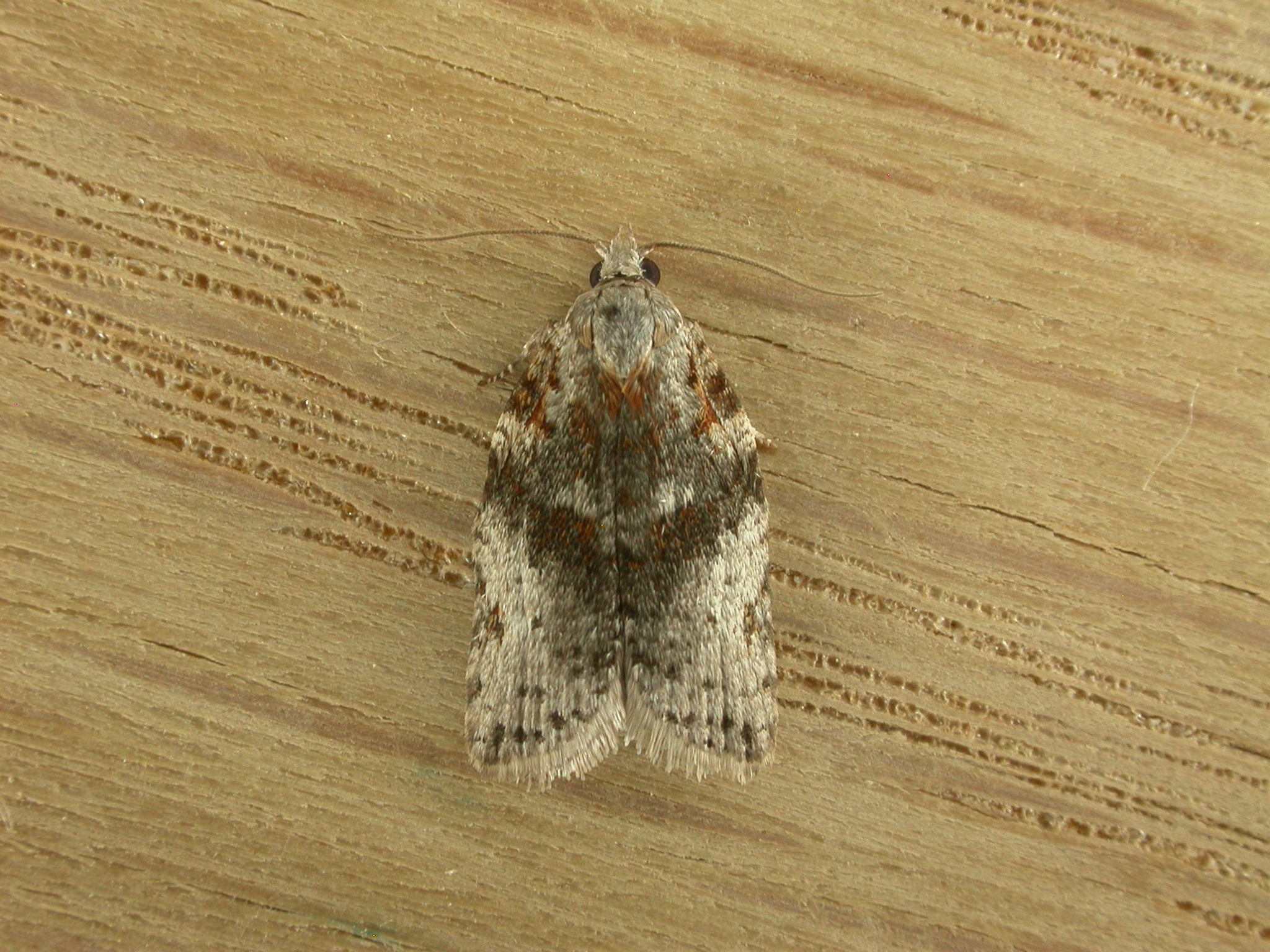 Isotenes miserana