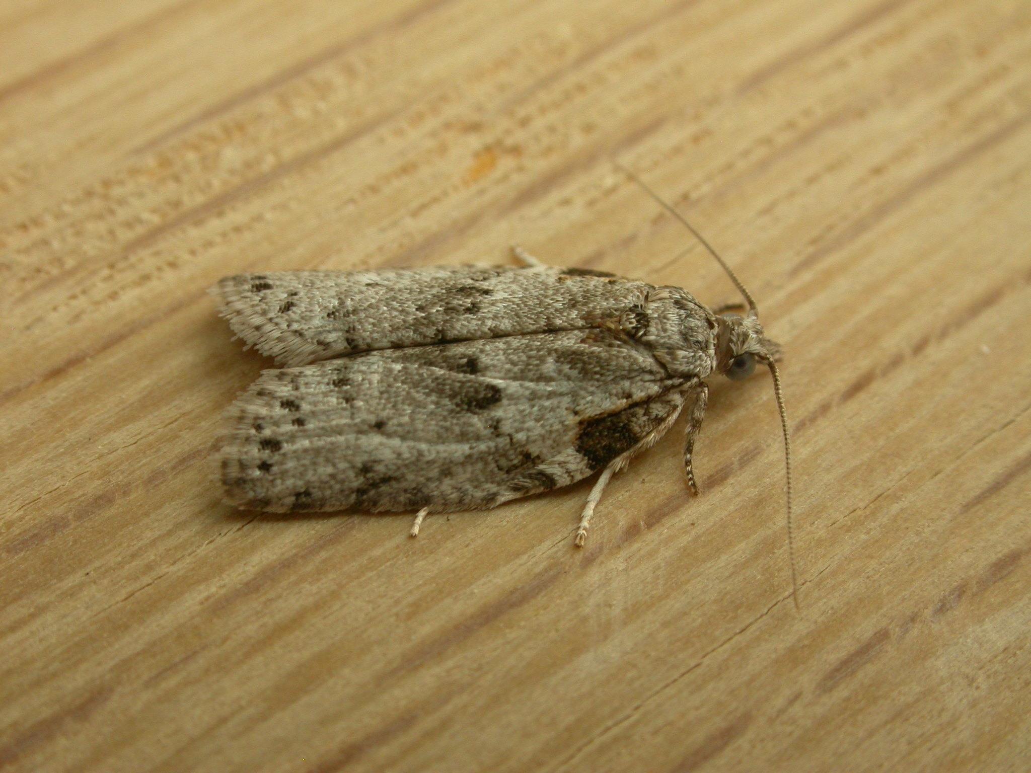 Isotenes miserana