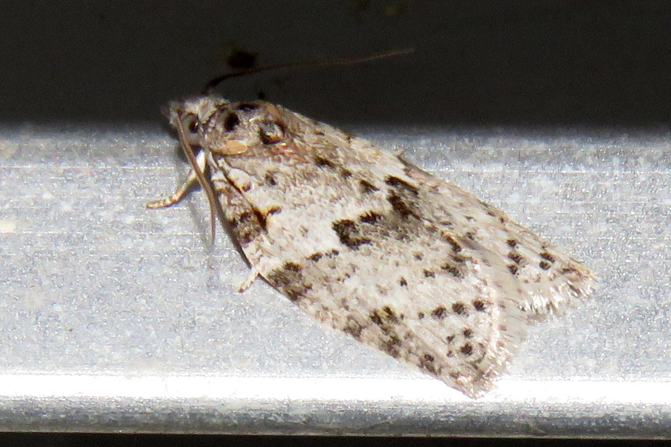 Isotenes miserana