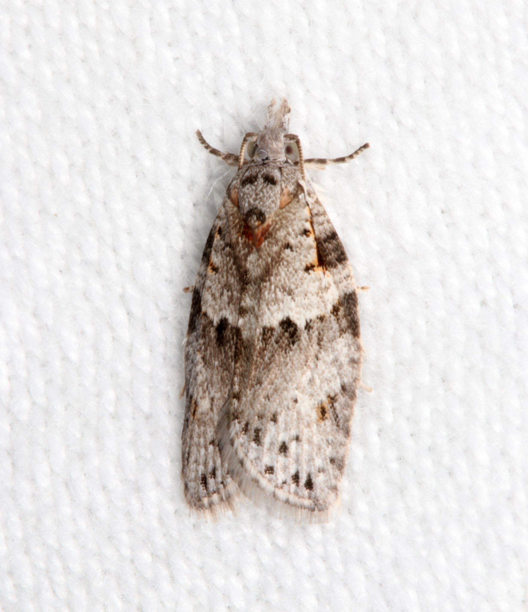 Isotenes miserana