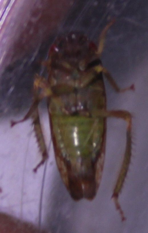 Folicana