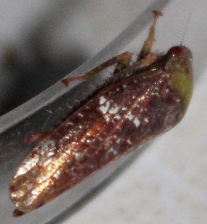 Folicana