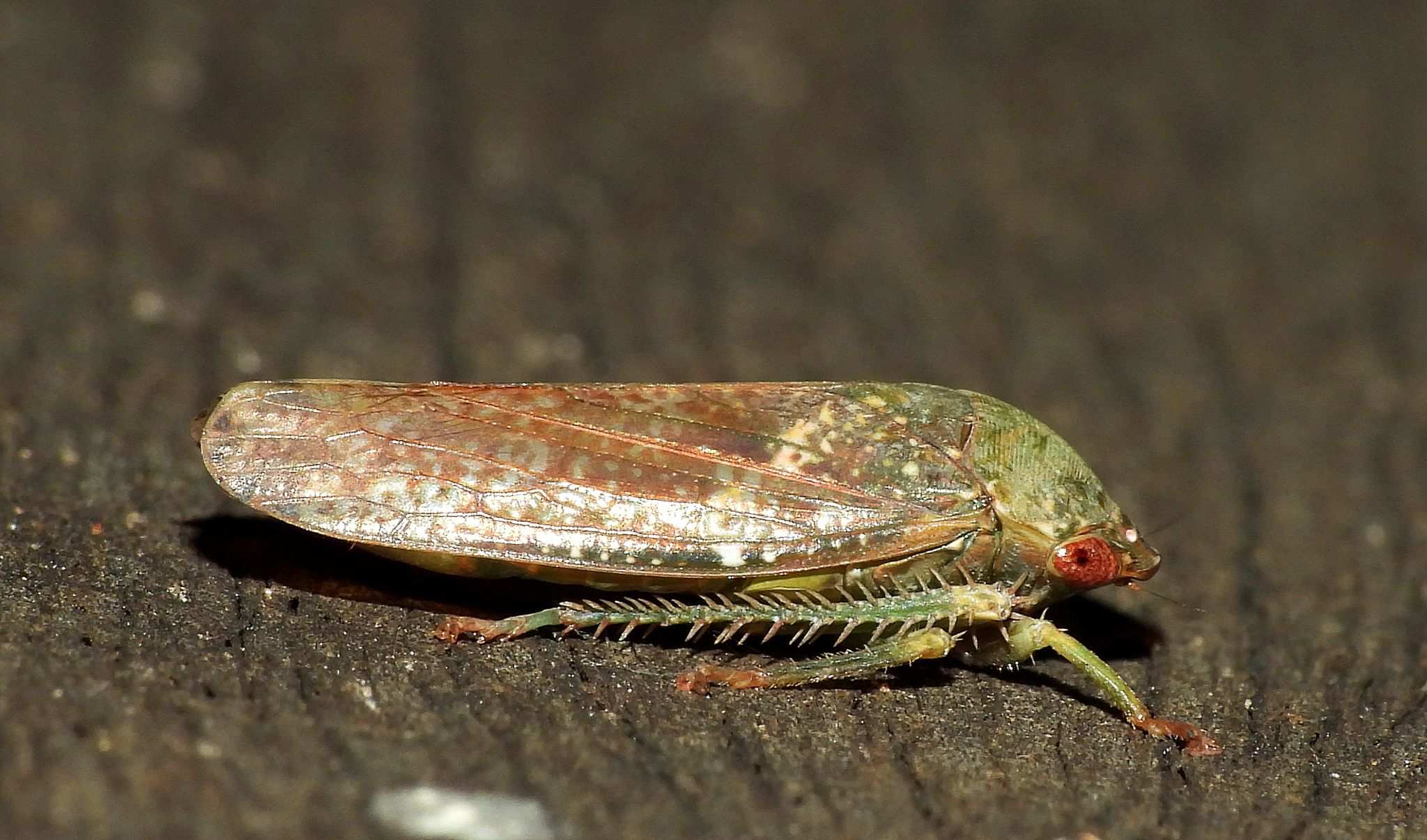 Folicana