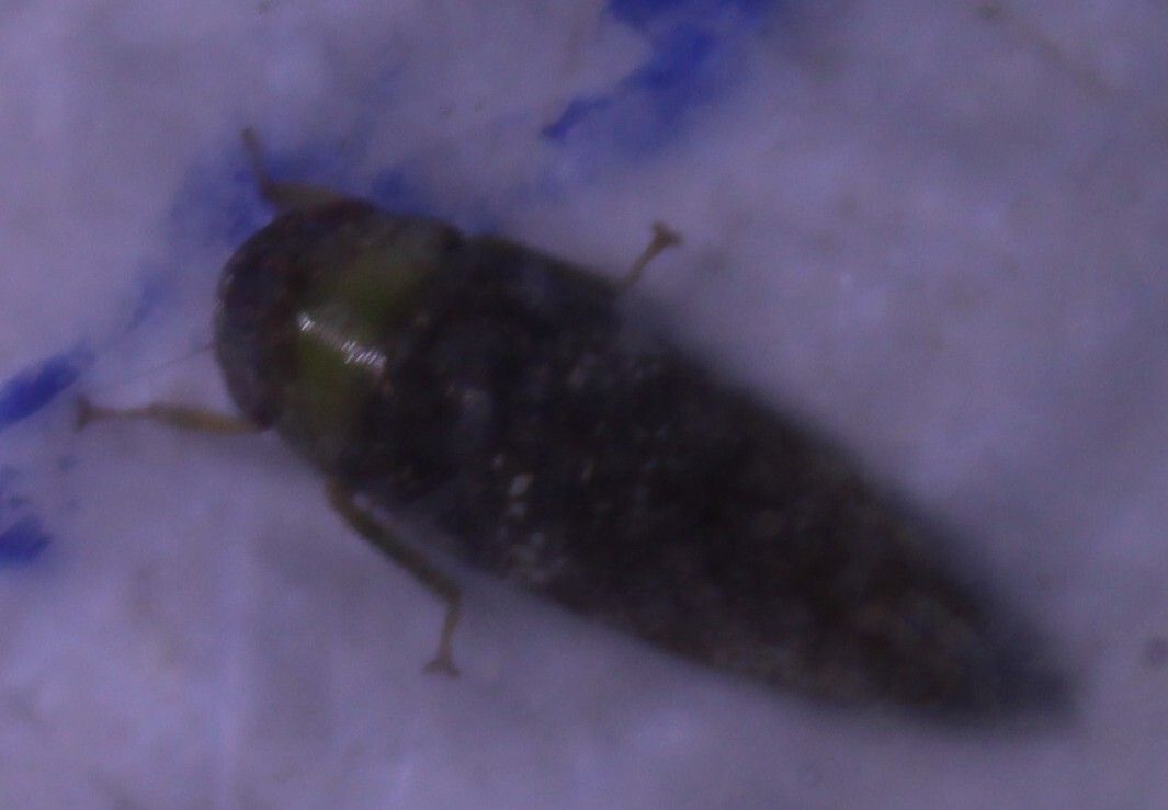 Folicana