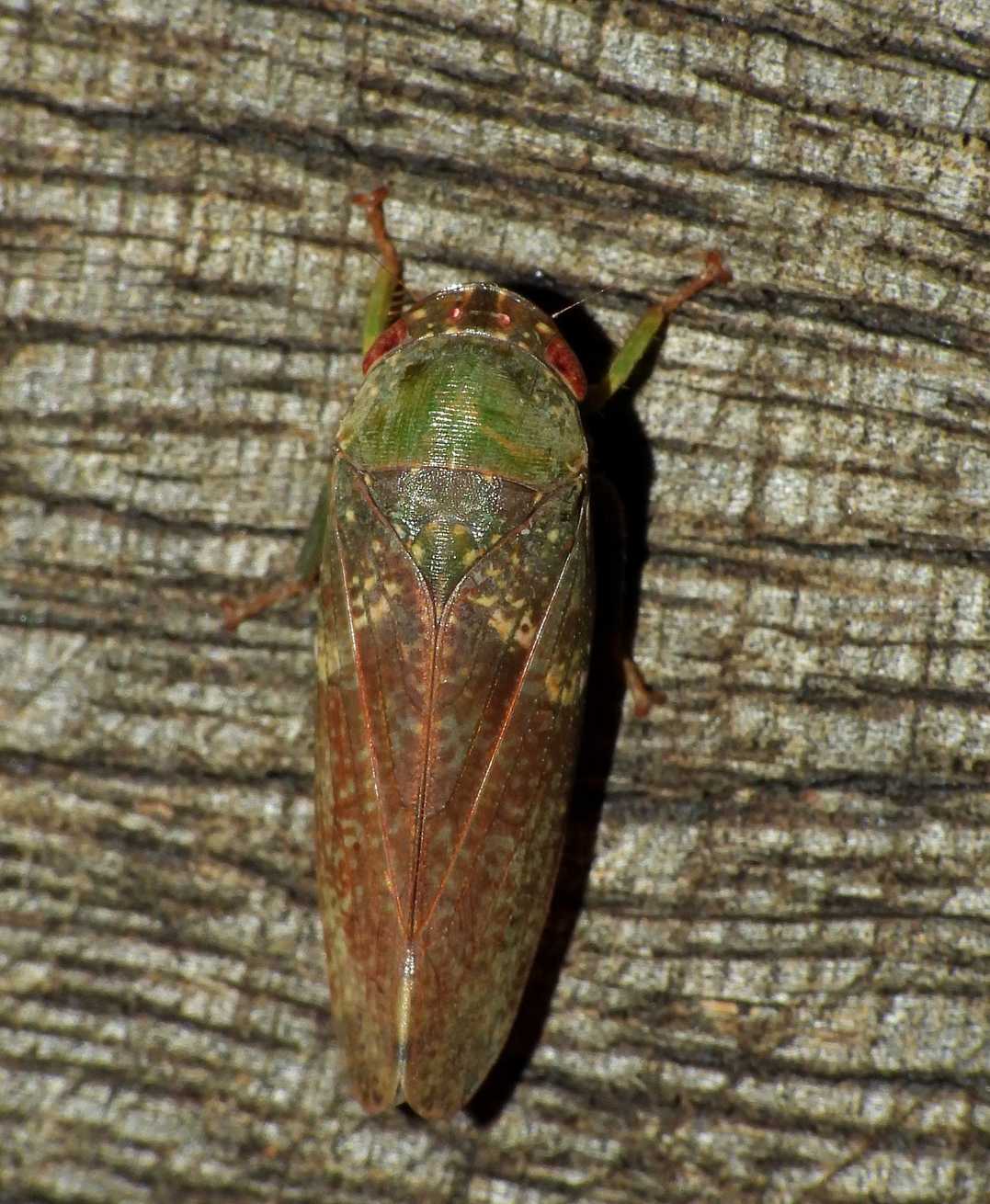 Folicana