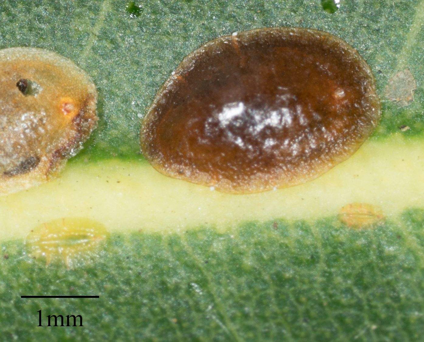 Coccus longulus