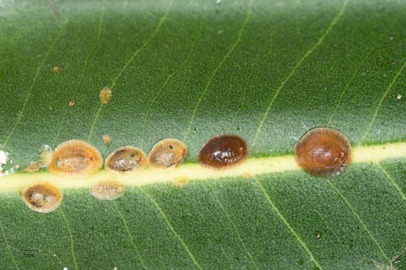 Coccus longulus
