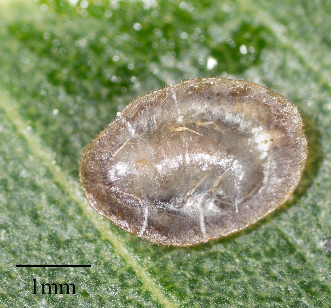 Coccus longulus
