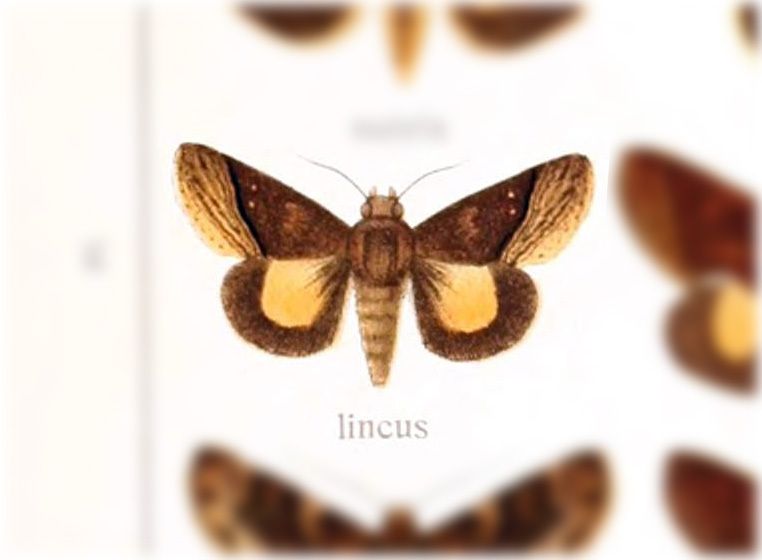 Lincus