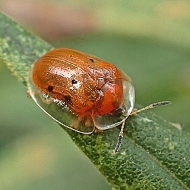 Charidotella