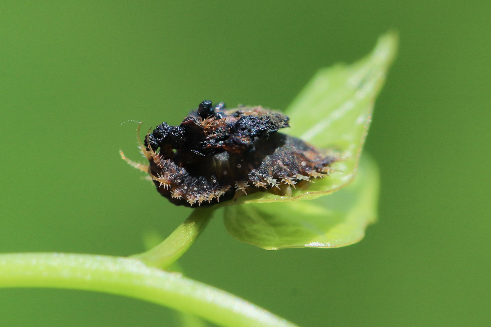 Charidotella