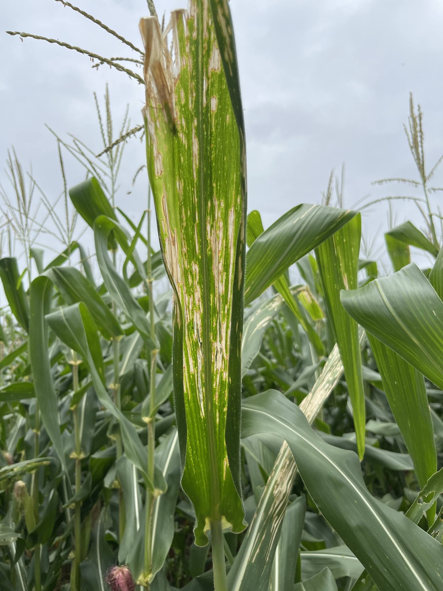 Physoderma maydis