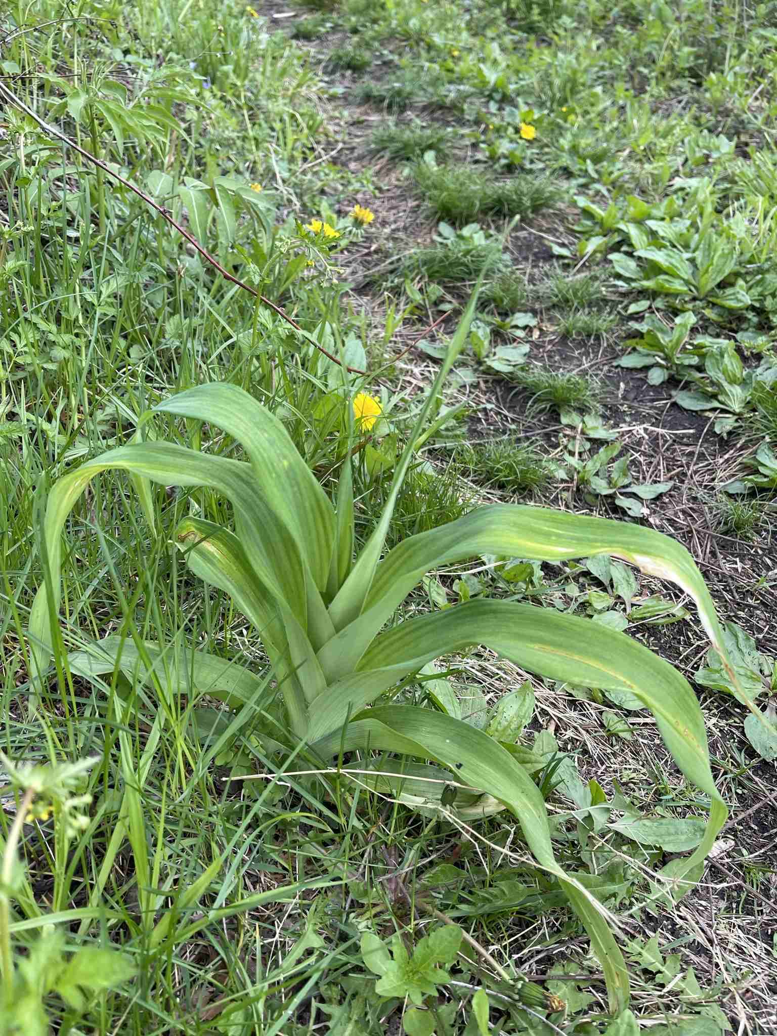 Physoderma maydis