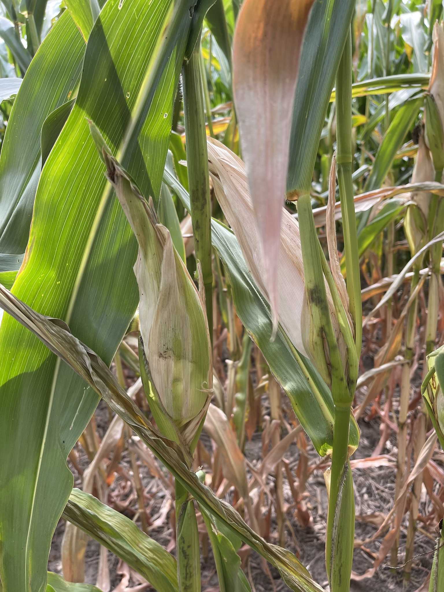 Physoderma maydis