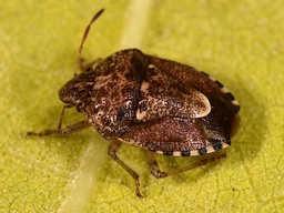 Staria lunata