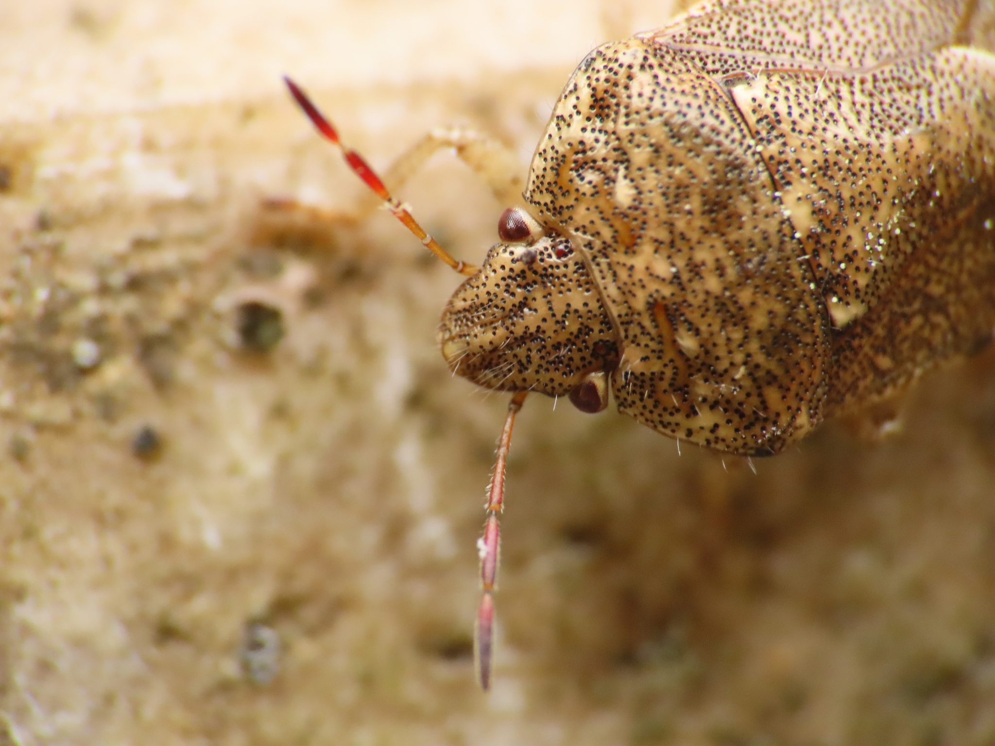 Staria lunata