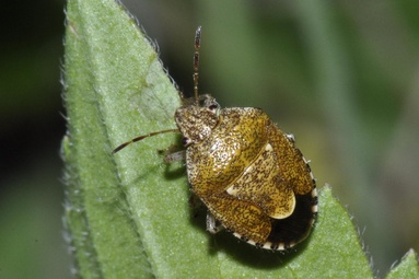 Staria lunata