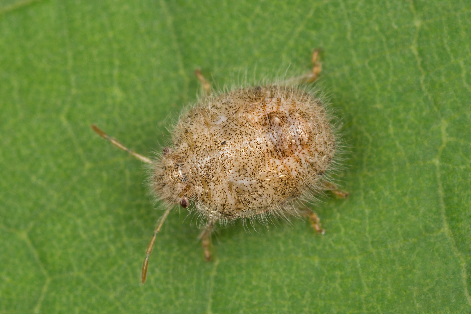 Staria lunata