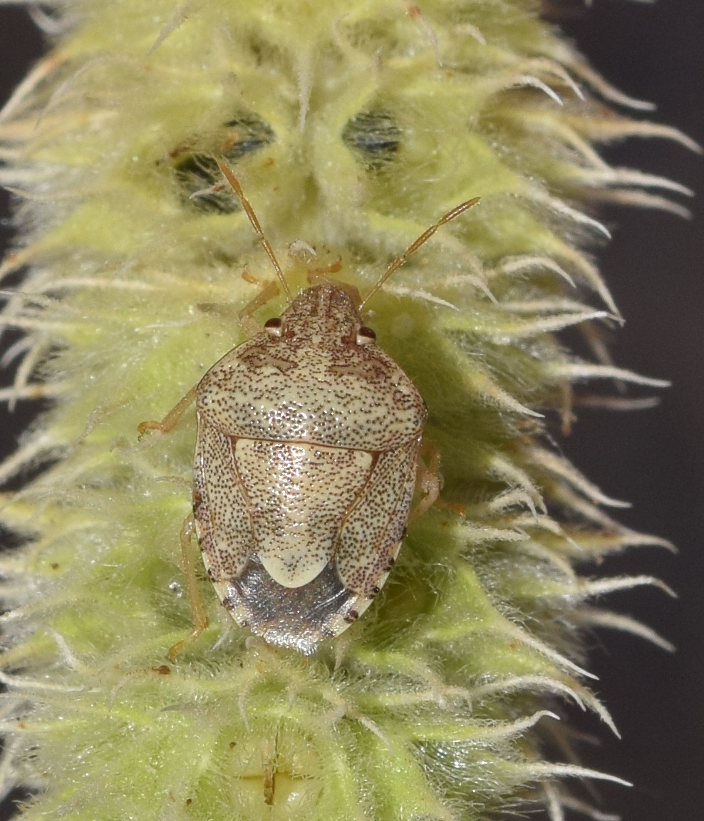 Staria lunata