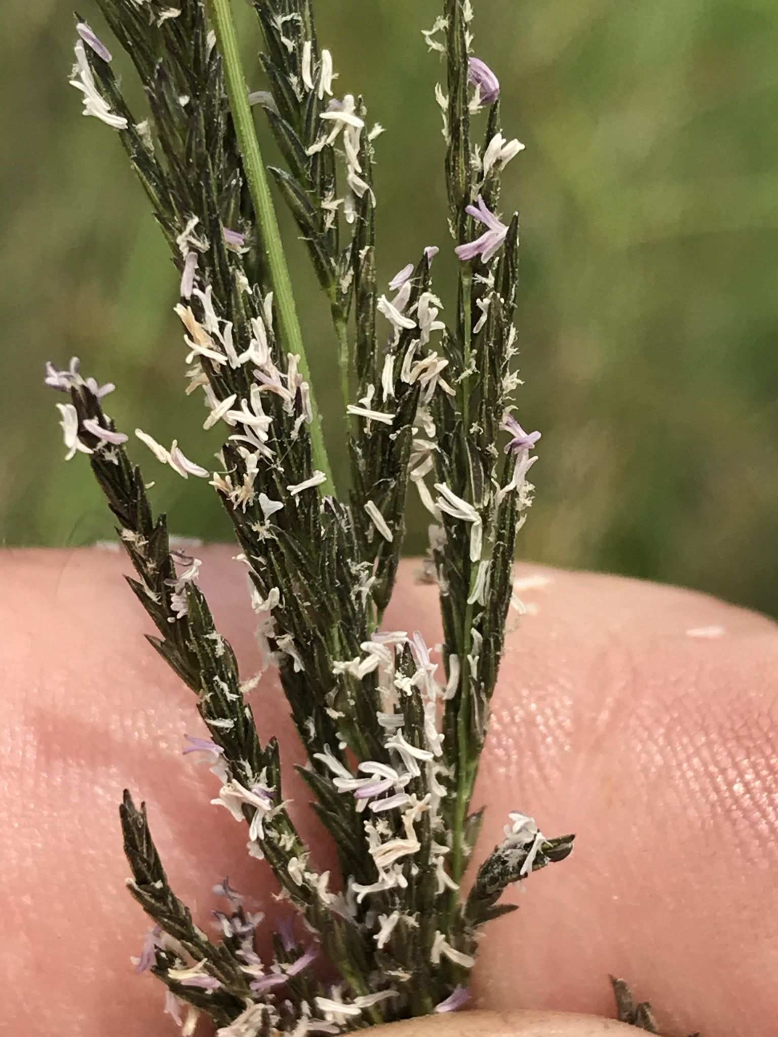 Eragrostis plana