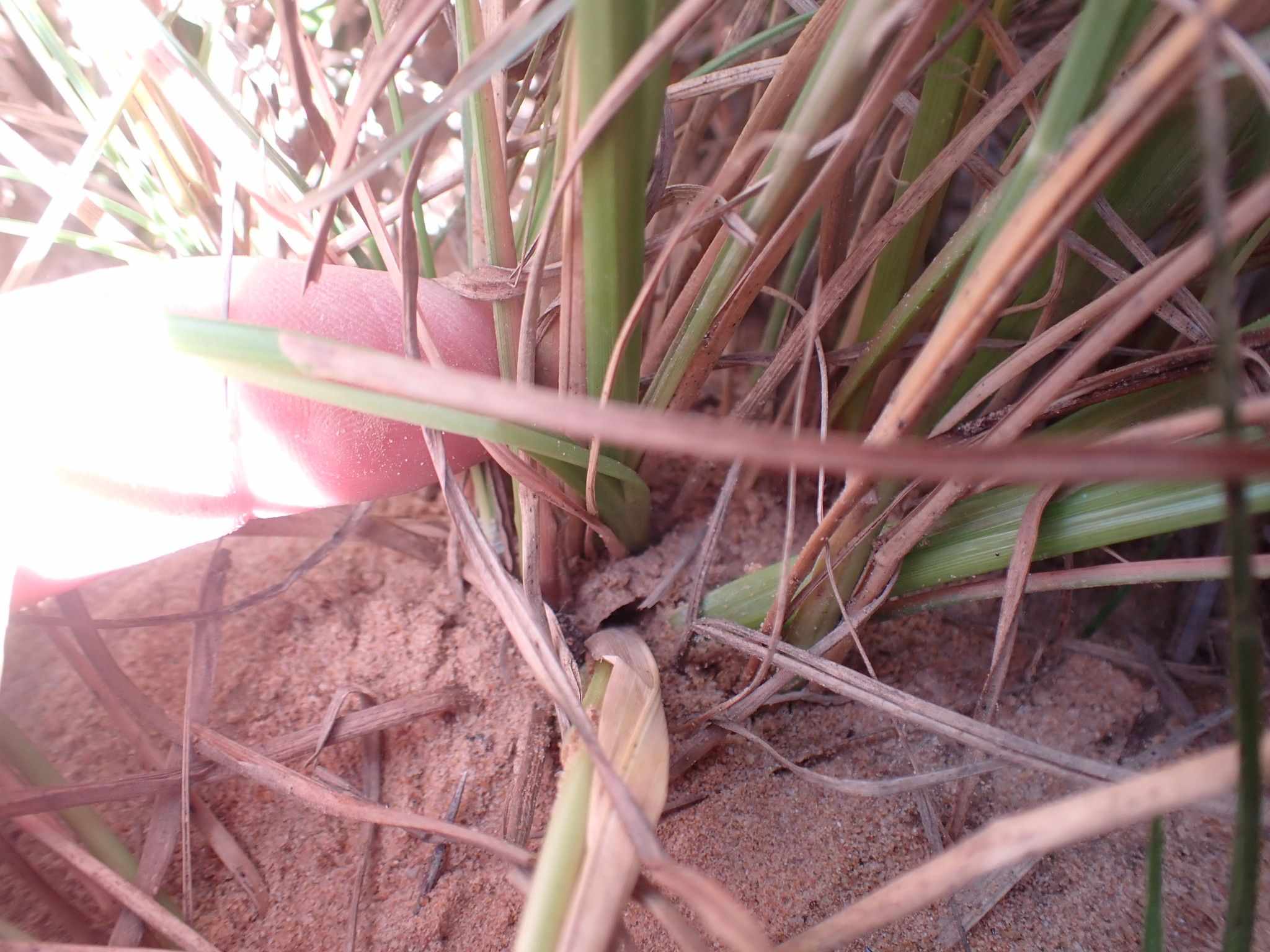 Eragrostis plana