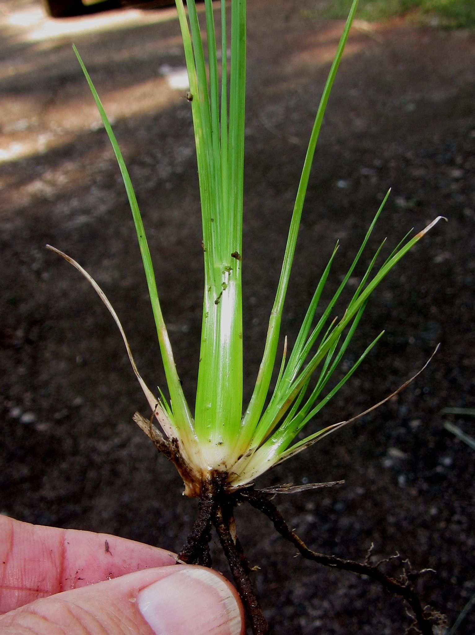 Eragrostis plana