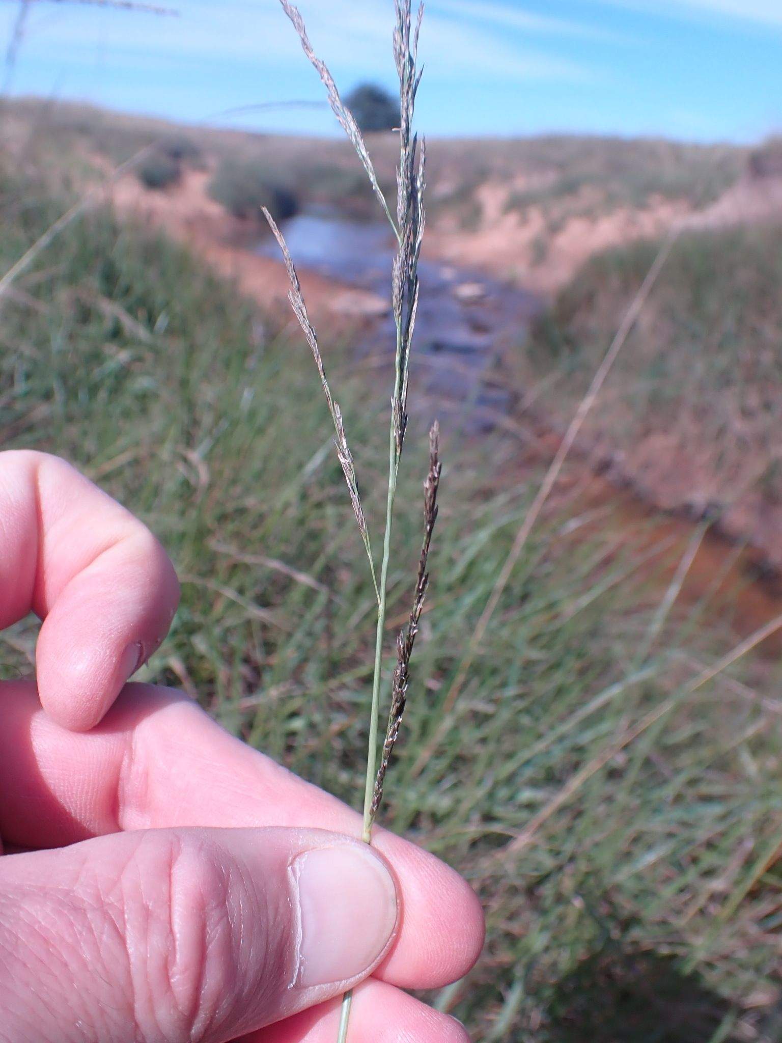 Eragrostis plana