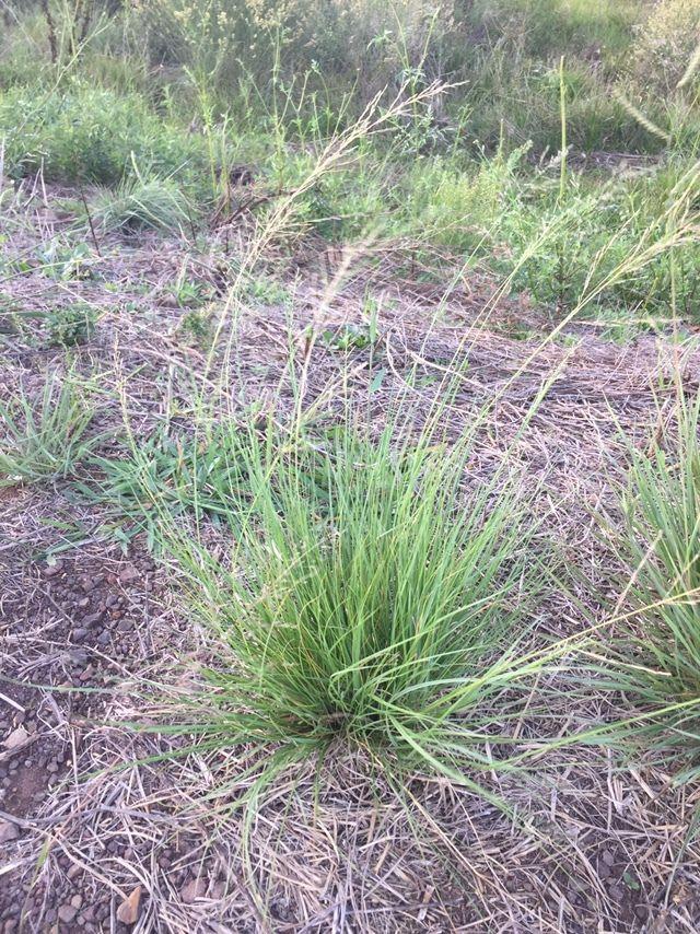 Eragrostis plana