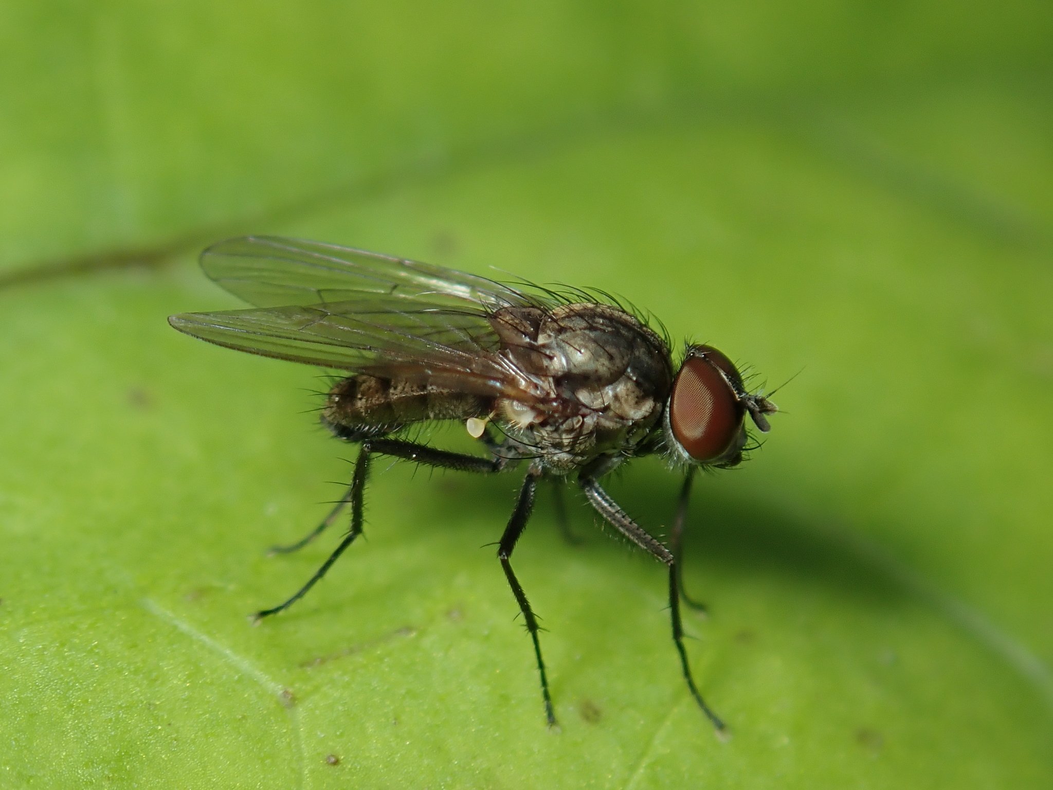 Delia platura