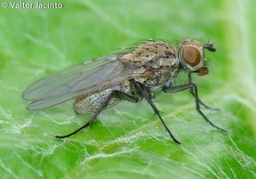 Delia platura