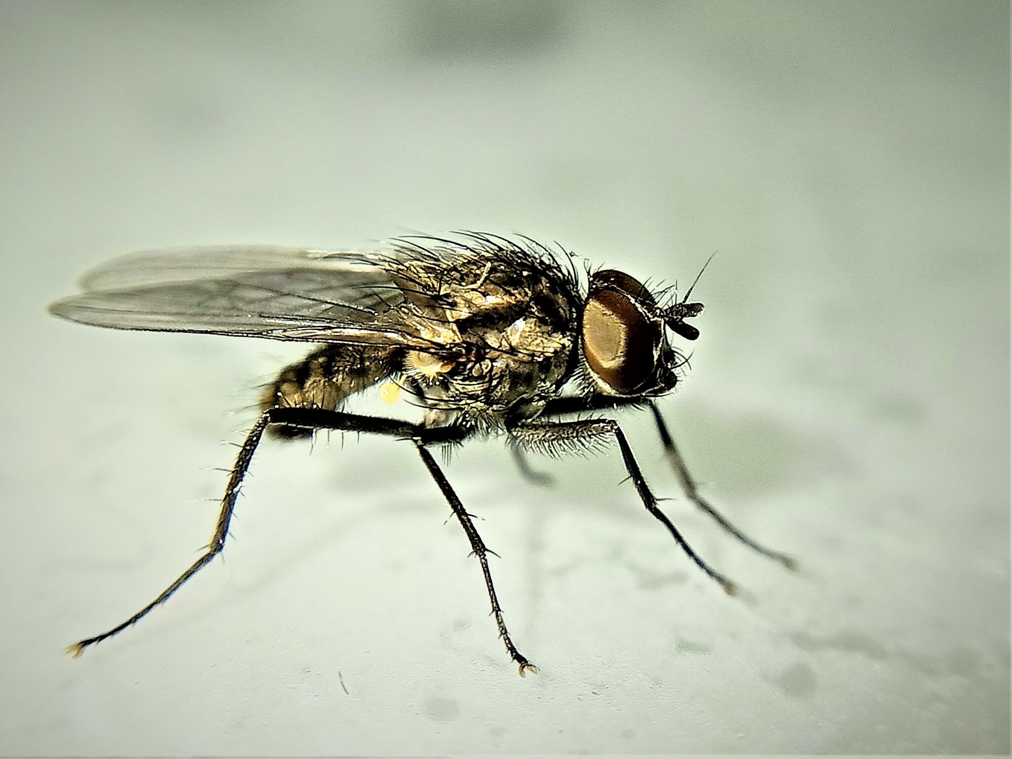 Delia platura