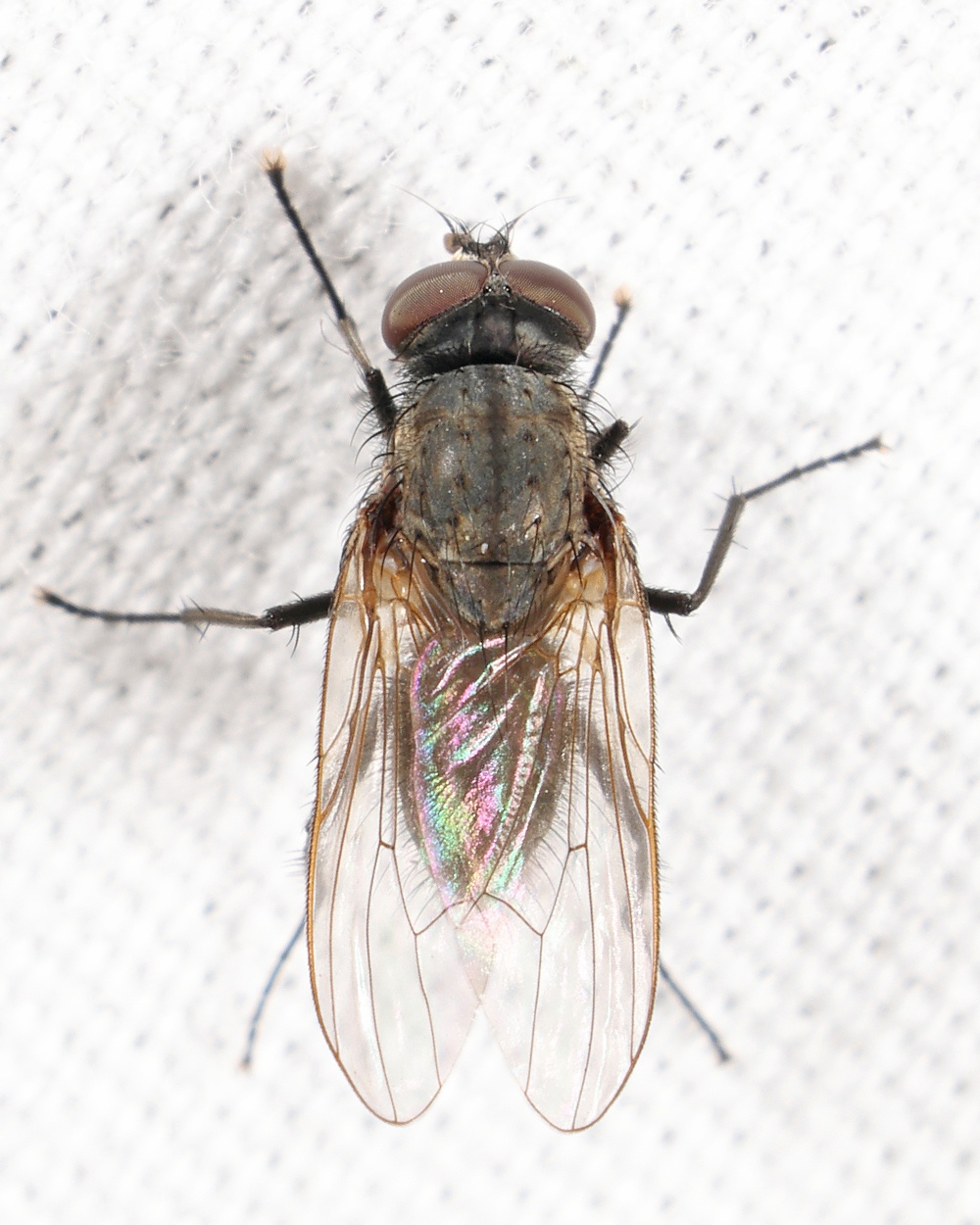 Delia platura
