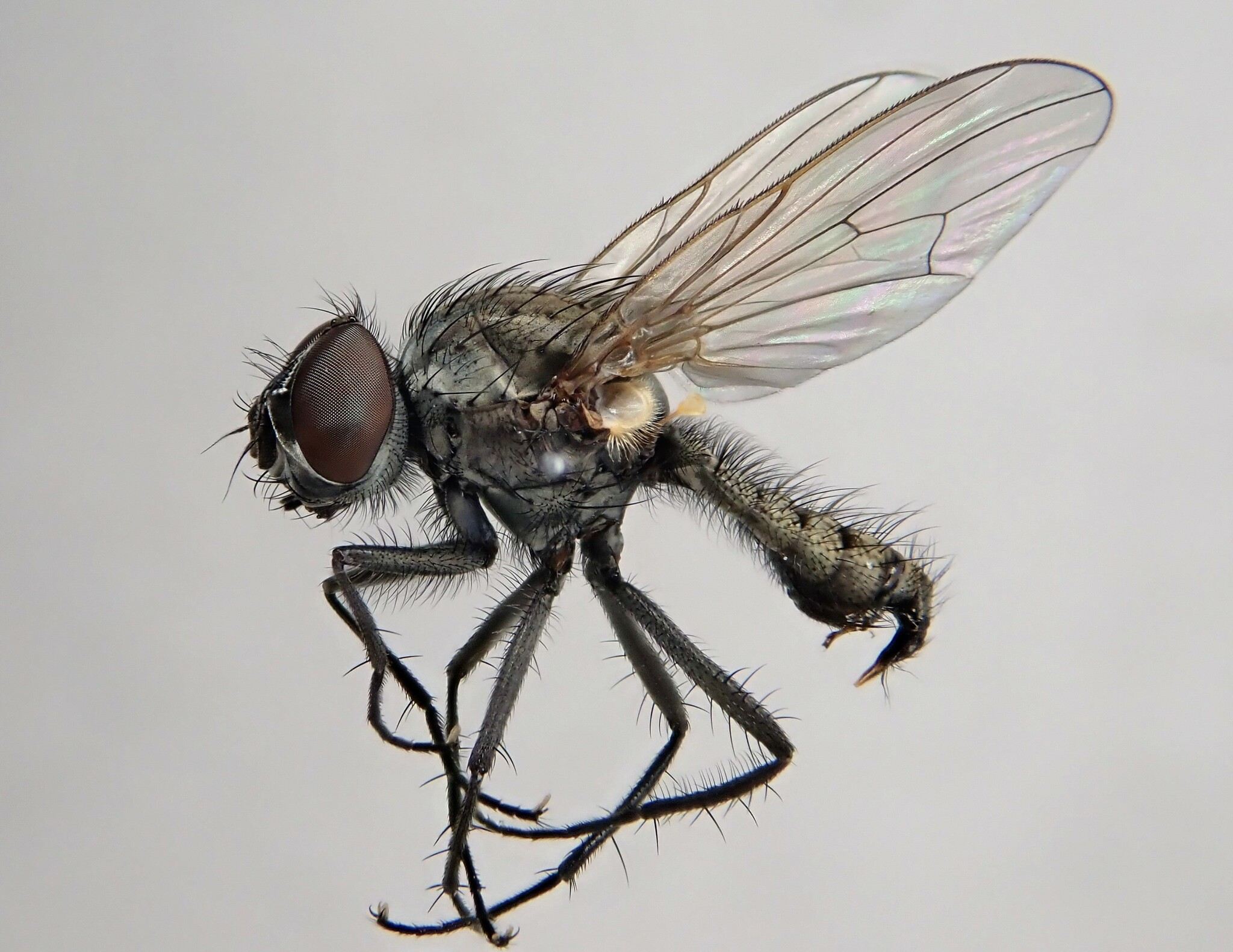 Delia platura