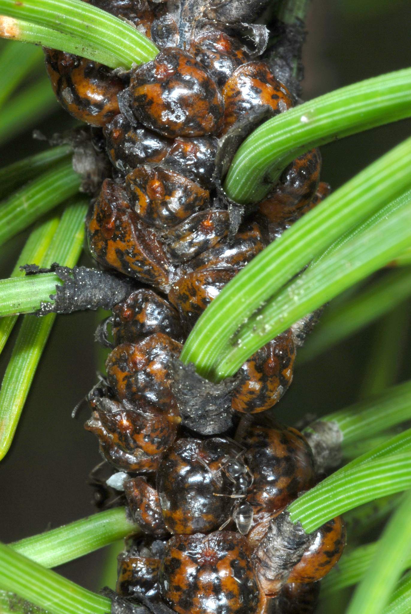 Toumeyella parvicornis