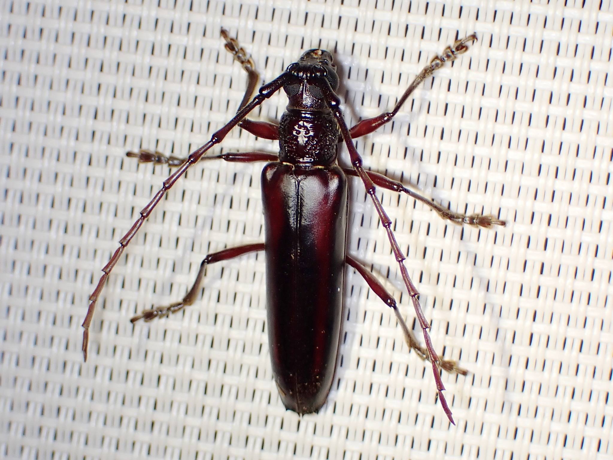 Coleoxestia