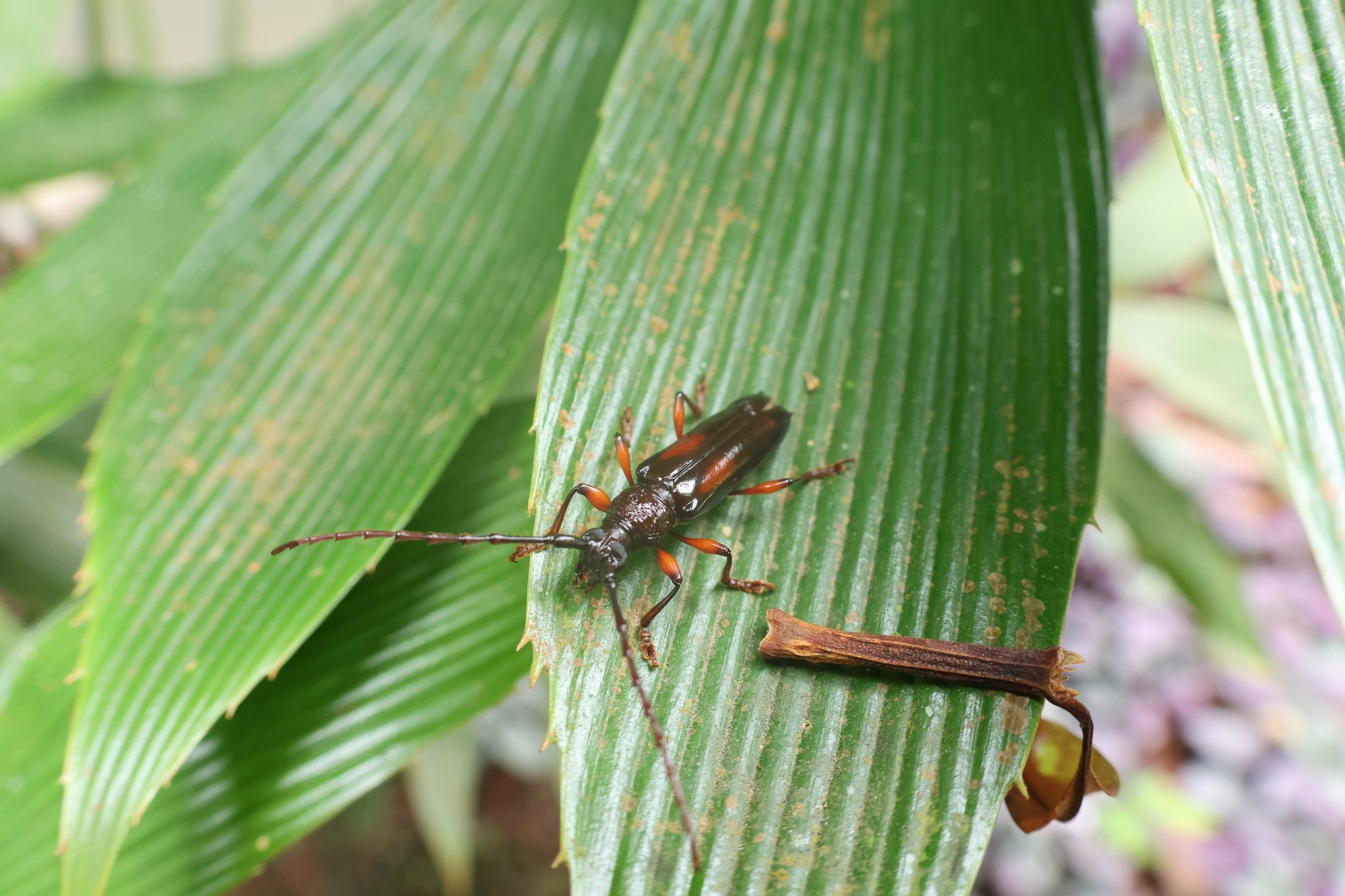 Coleoxestia