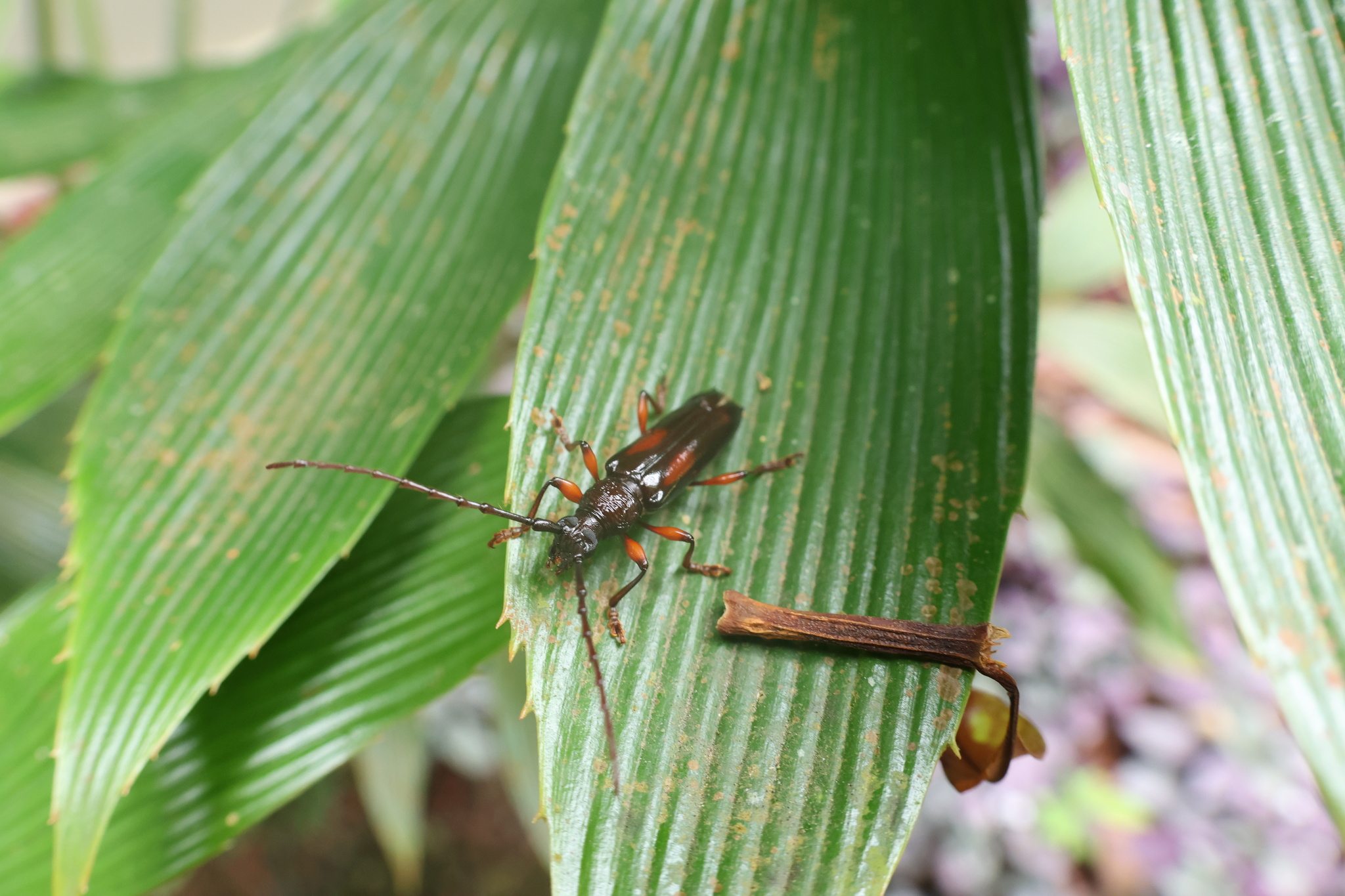 Coleoxestia