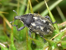 Larinus onopordi