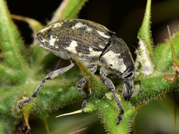 Larinus onopordi