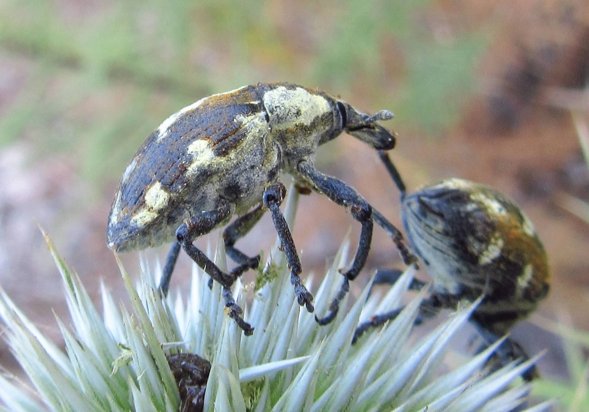 Larinus onopordi