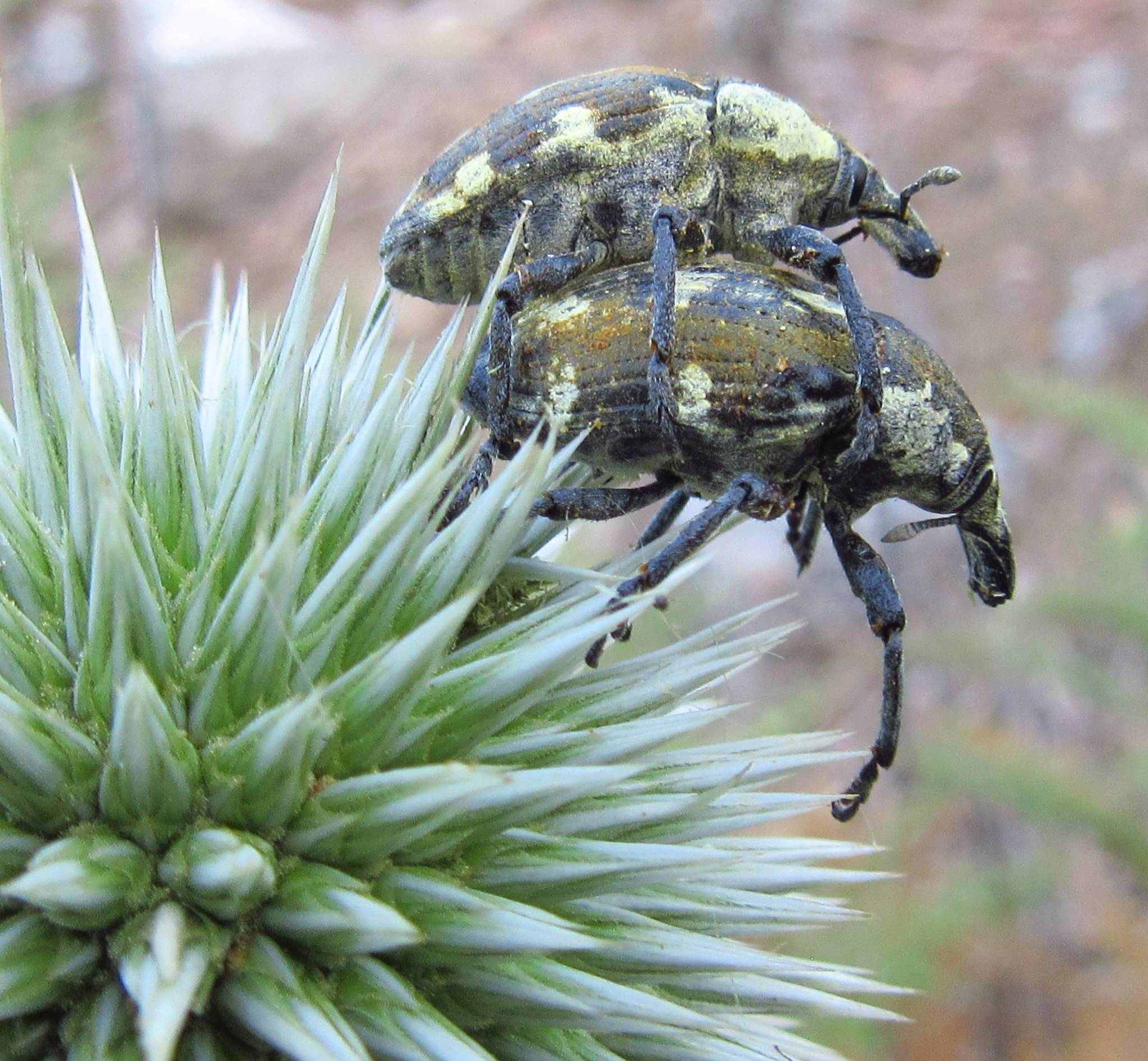 Larinus onopordi