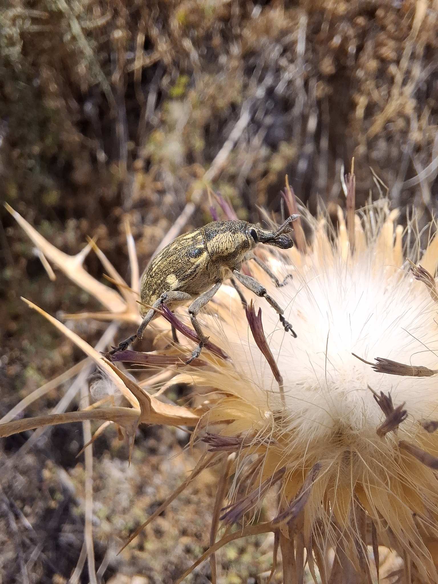 Larinus onopordi