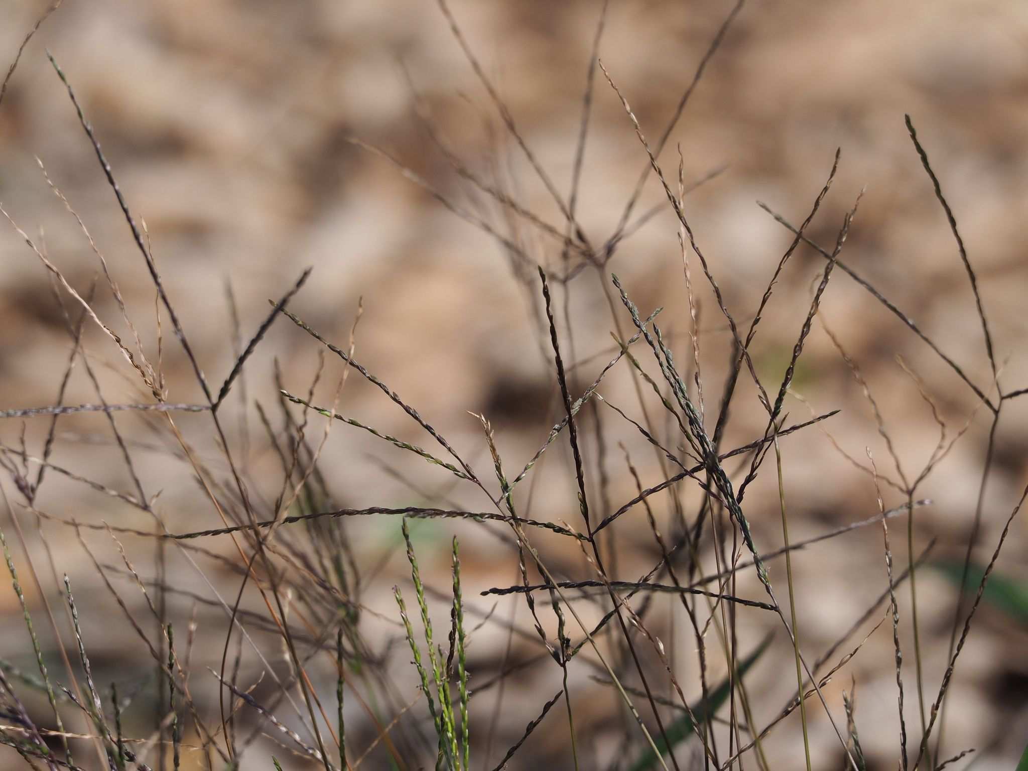 Digitaria radicosa