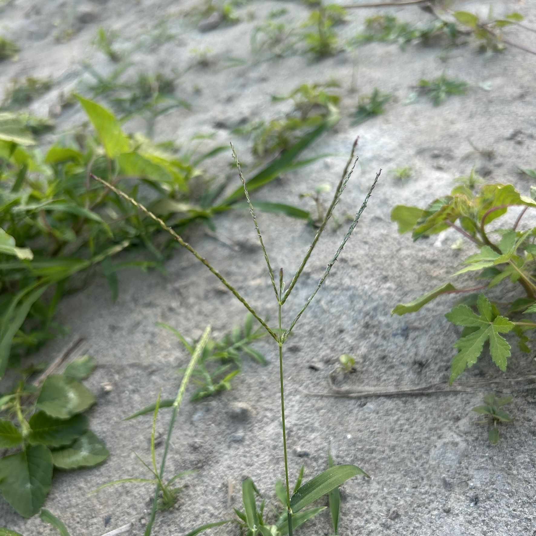 Digitaria radicosa