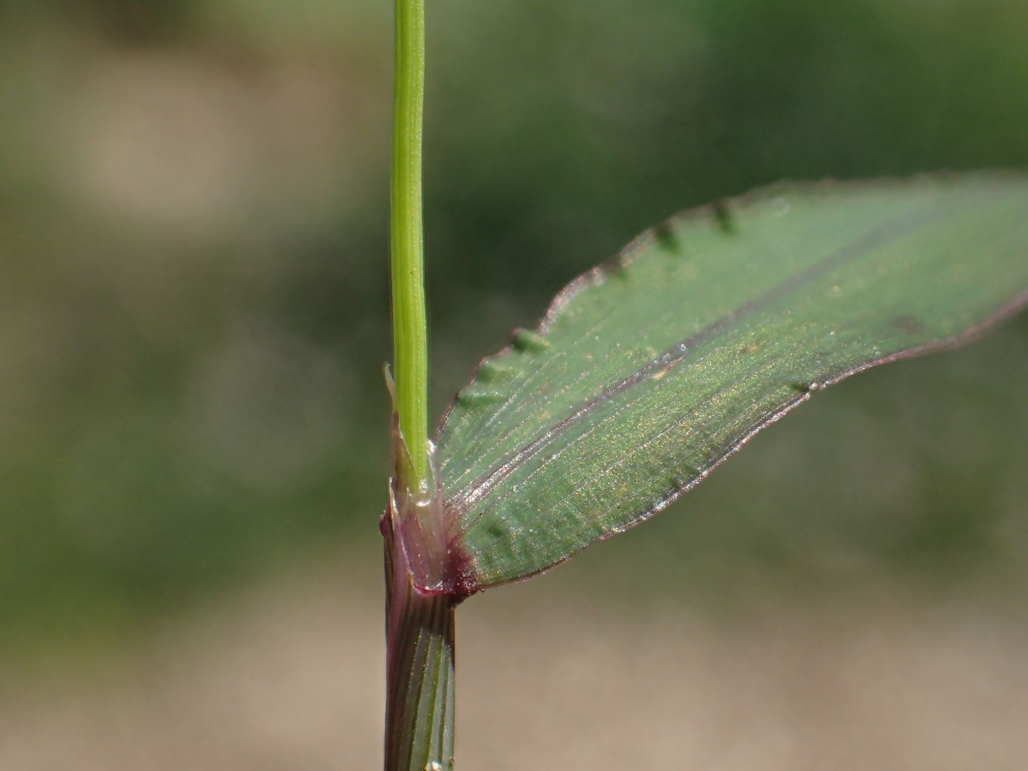 Digitaria radicosa