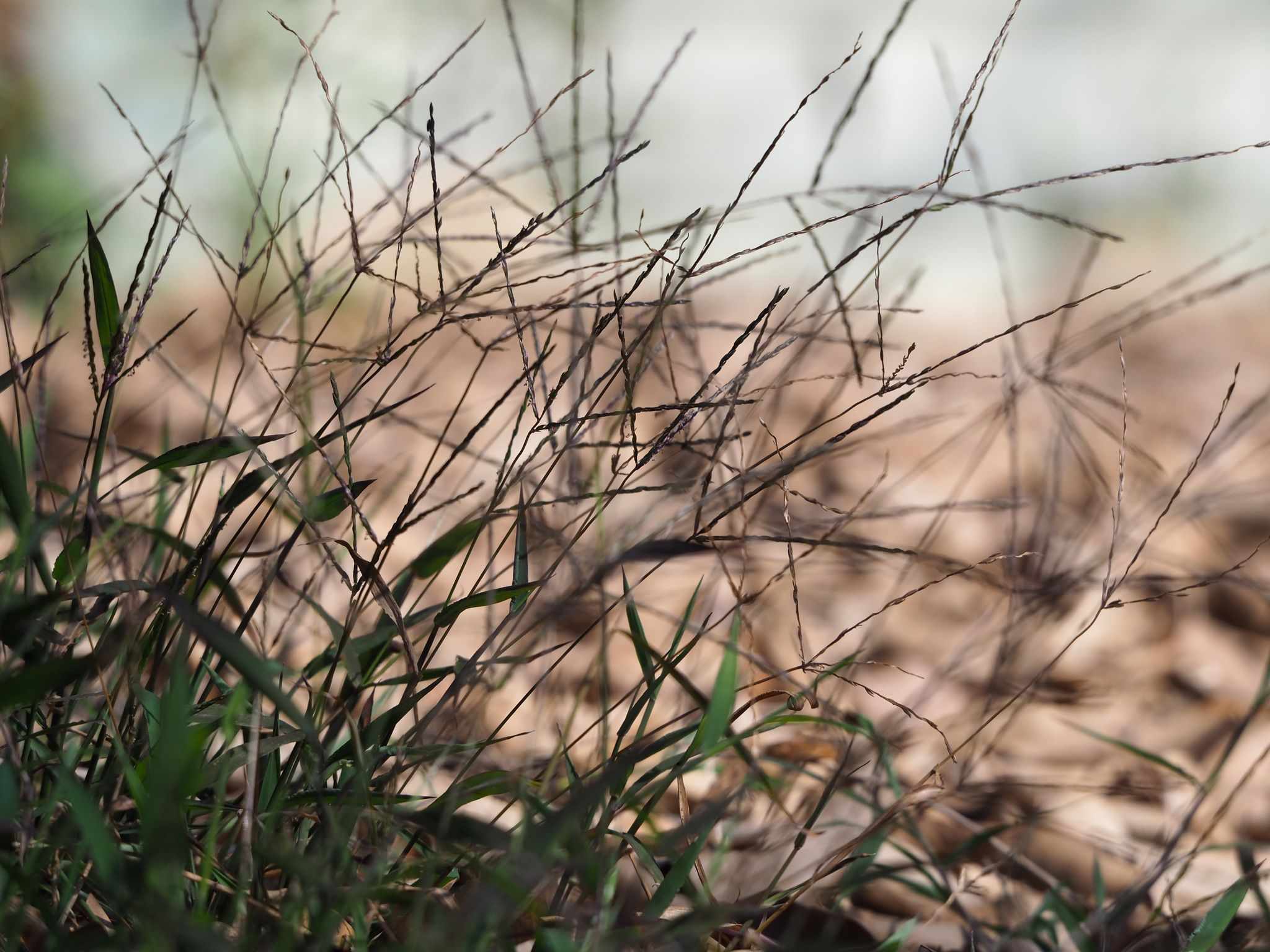 Digitaria radicosa