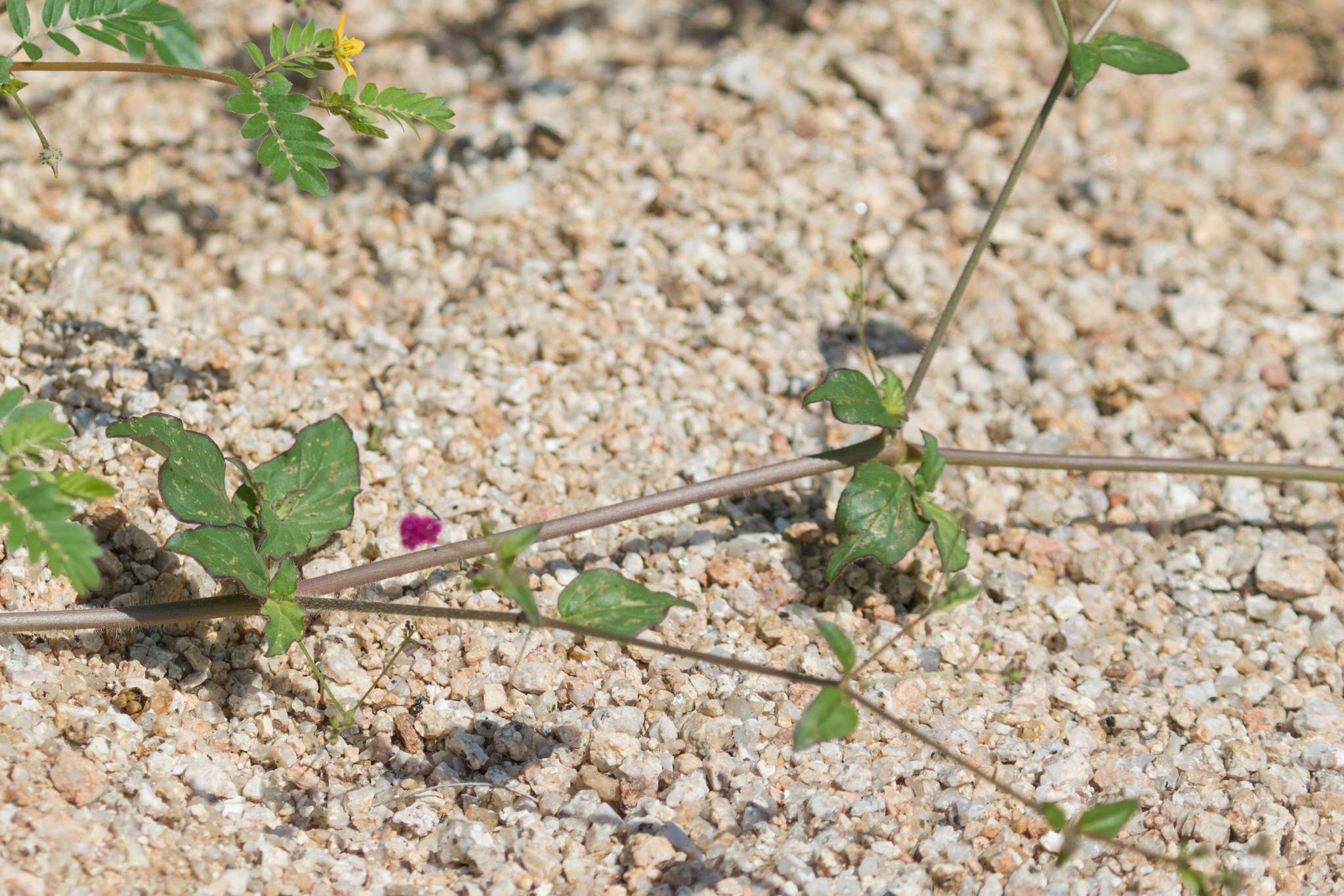 Boerhavia diffusa