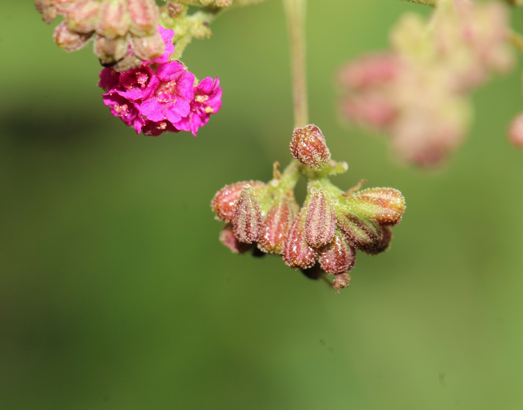 Boerhavia diffusa