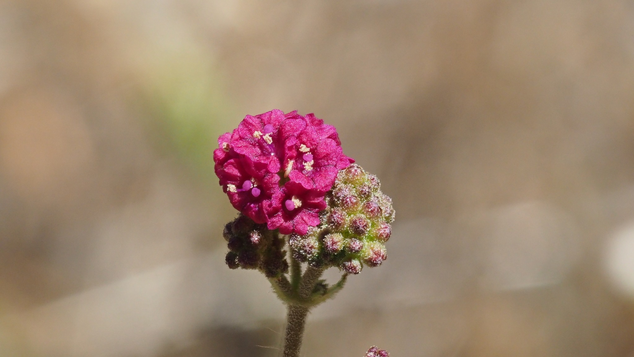 Boerhavia diffusa